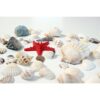 Kids Kabinet Schelpen voor Sensorisch Spel | Loose Parts voor Speelbakken