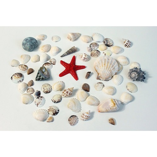 diverse-schelpen-en-zeester Kids Kabinet Schelpen voor Sensorisch Spel | Loose Parts voor Speelbakken