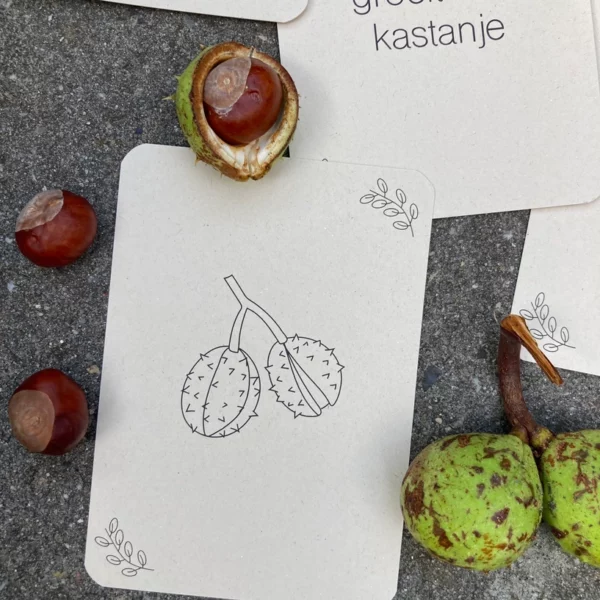 Lifecycle flashcards van de kastanje volgens Montessori methode